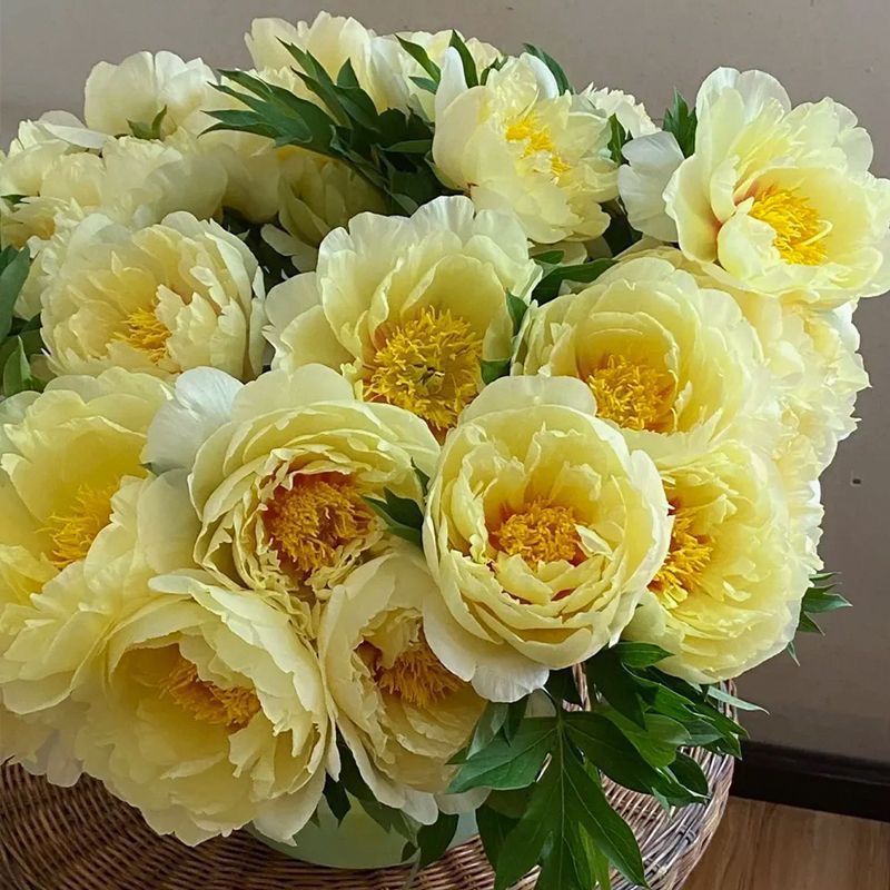 日落黄芍药