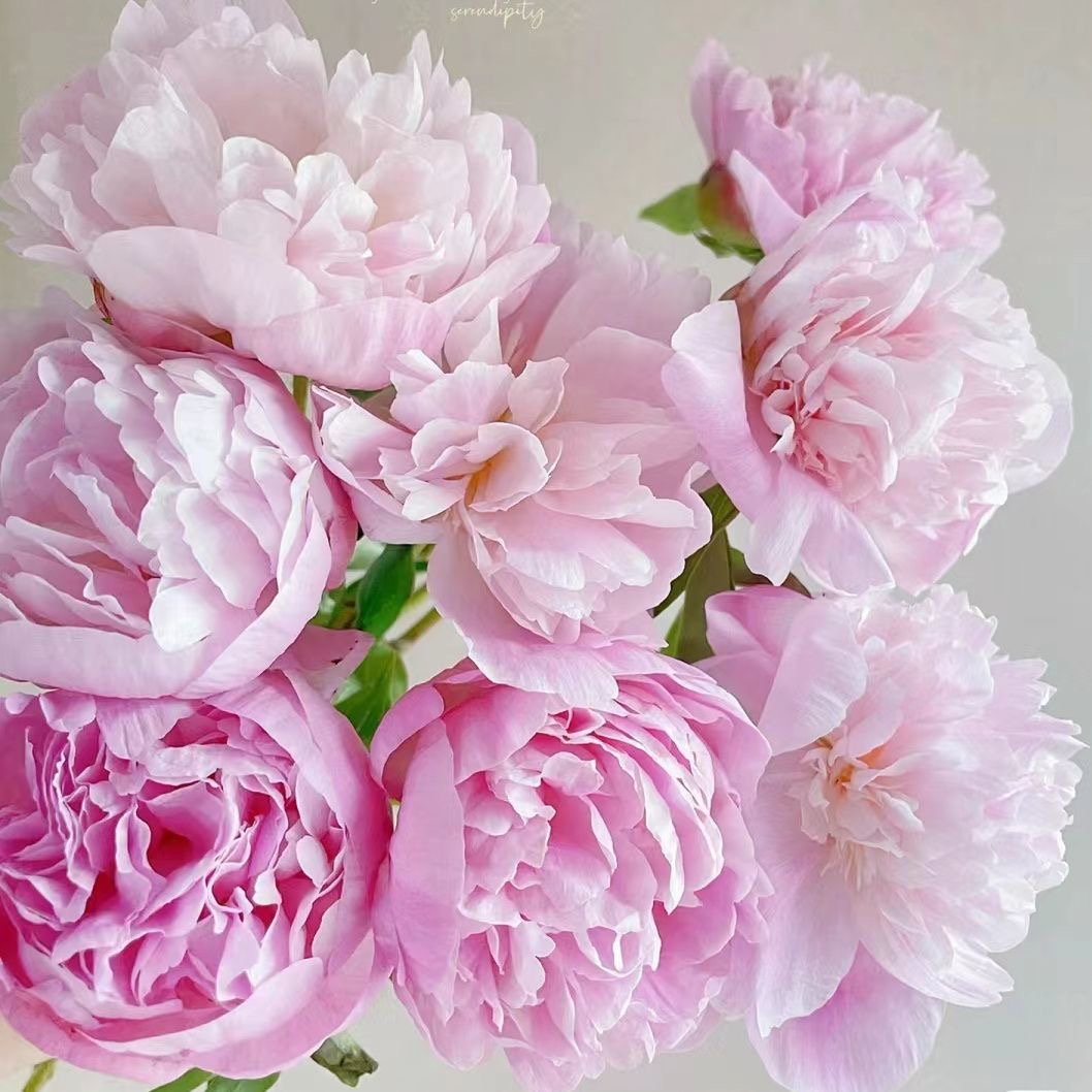 重瓣芍药鲜花