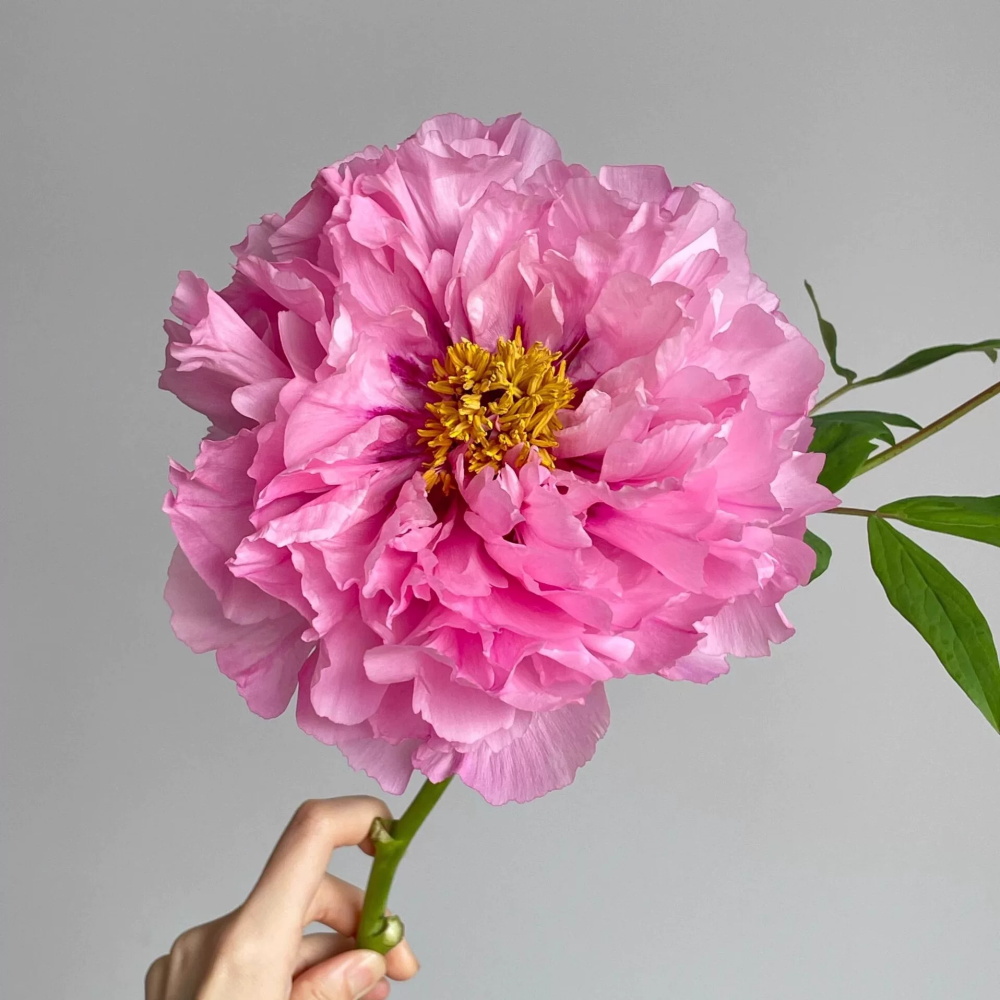 粉岭红花芍药