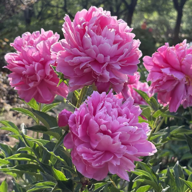 粉凌红花5年苗